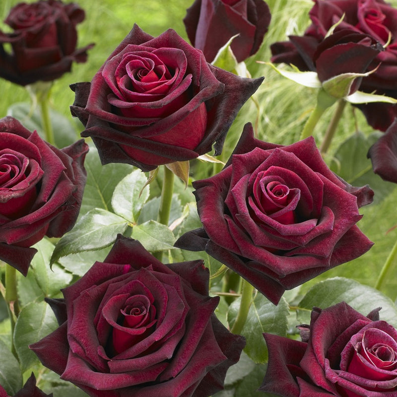 Black Baccara Hybrid Tea Rose 4.5 Litre