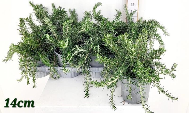 Rosmarinus officinalis 'Prostratus' P14