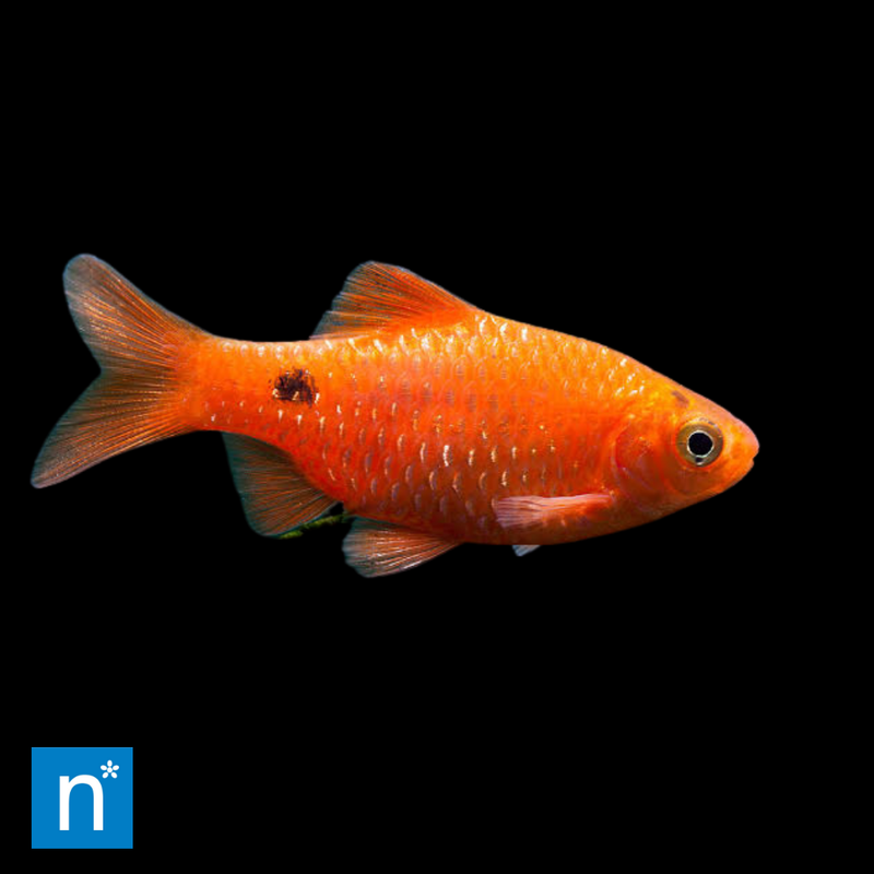 Rosy Barb | Pethia conchonius