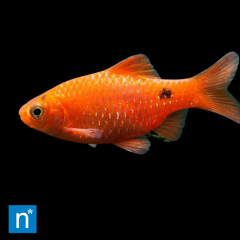 Rosy Barb | Pethia conchonius