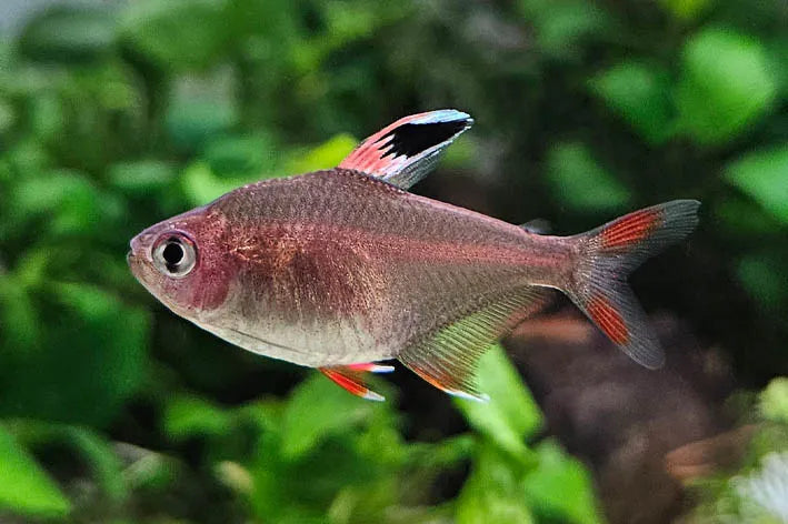 Rosy Tetra ML