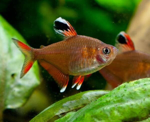 Rosy Tetra ML