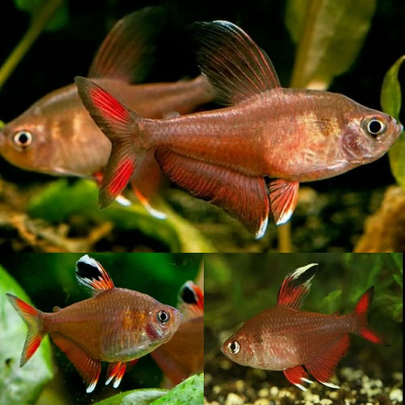 Rosy Tetra ML