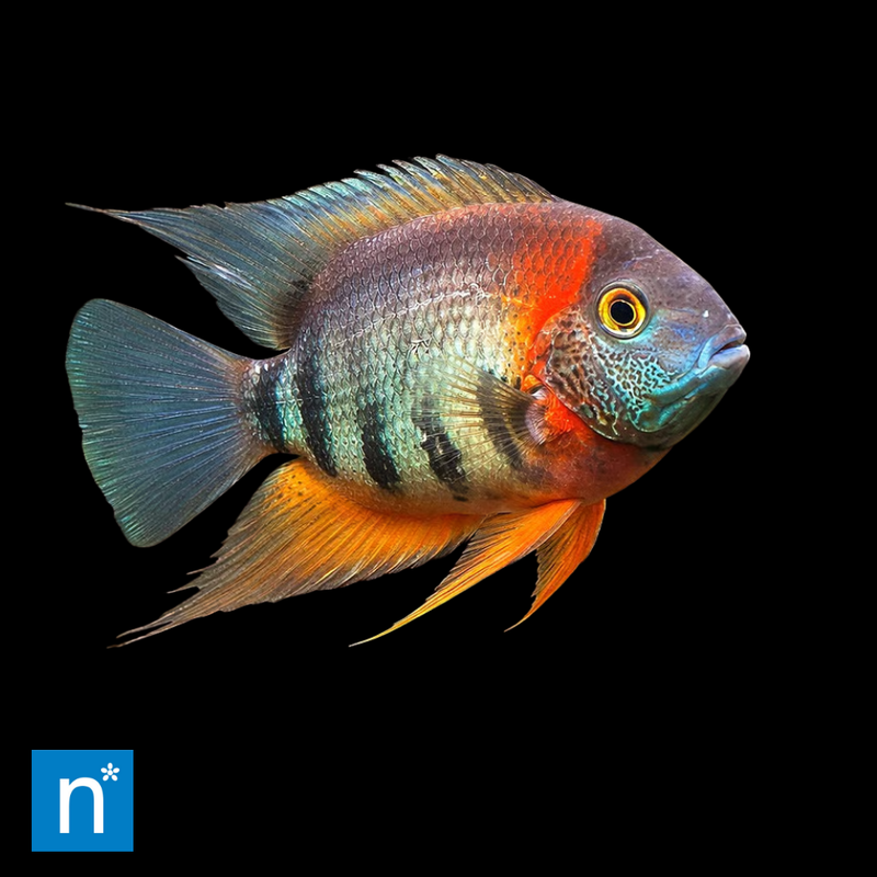 Rotkeil Severum | Heros sp.