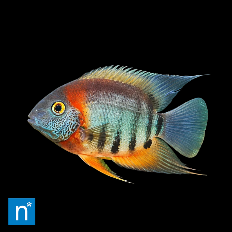 Rotkeil Severum | Heros sp.