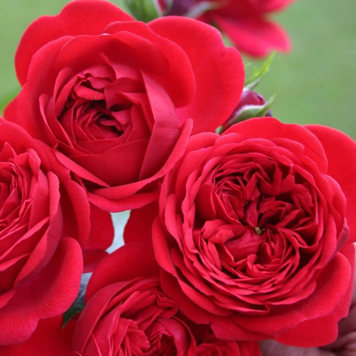 Rouge Meilove Floribunda Rose 4.5 Litre