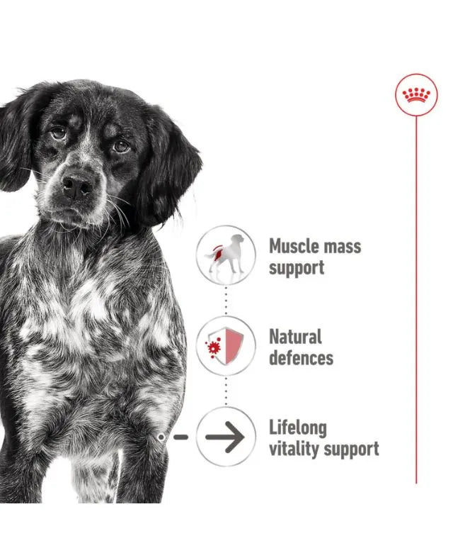 Royal Canin Medium Ageing 7+ Senior Wet Dog Food Cans In Loaf 410g