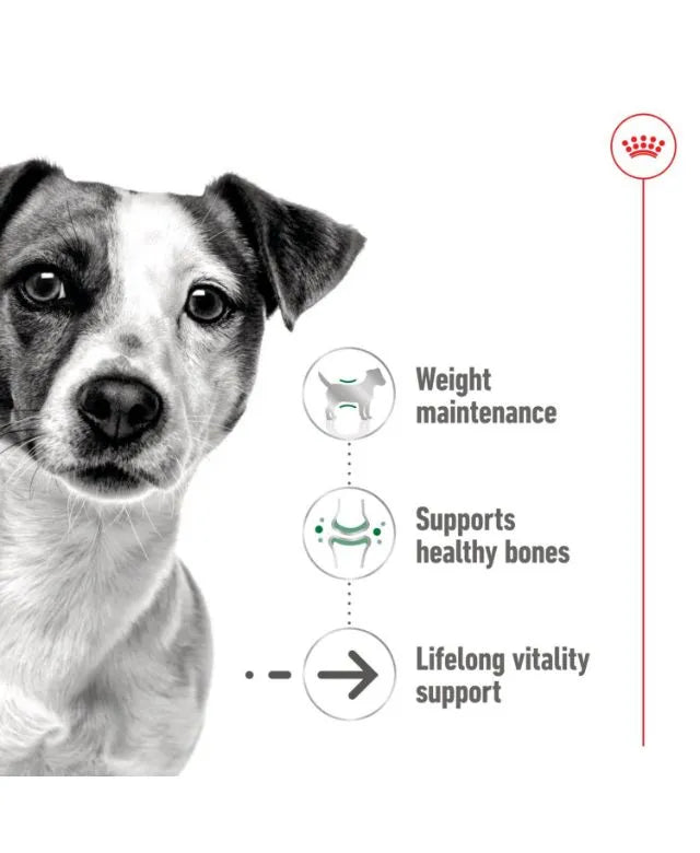 Royal Canin Mini Ageing 8+ Senior Wet Small Dog Food Cans In Loaf 195g