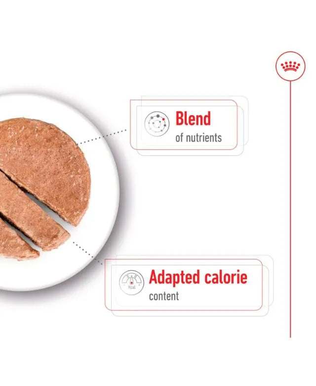 Royal Canin Mini Ageing 8+ Senior Wet Small Dog Food Cans In Loaf 195g