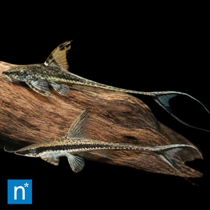 Royal Whiptail Catfish | Sturisoma panamense