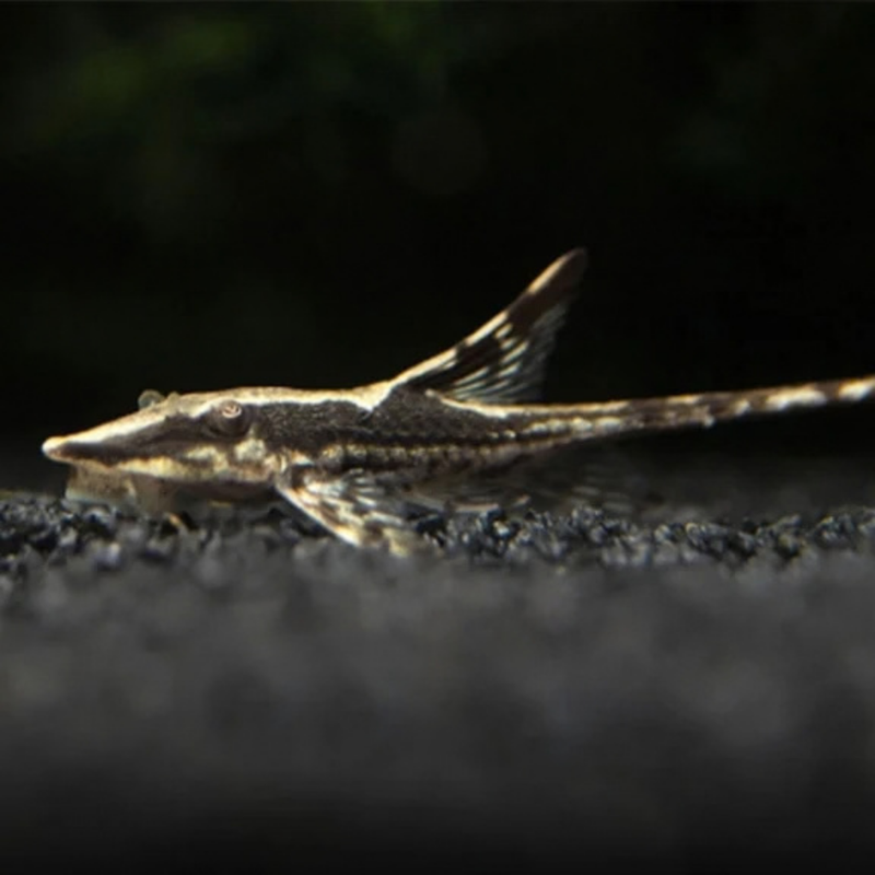 Royal Whiptail Catfish | Sturisoma panamense