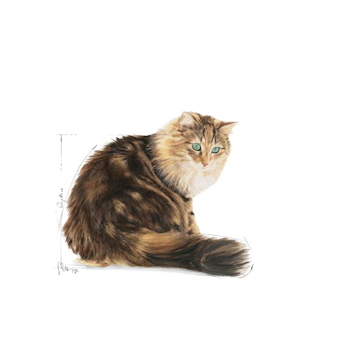 Royal Canin Ageing 12+ Jelly Senior Cat Food (Joint & Kidney) - 85g