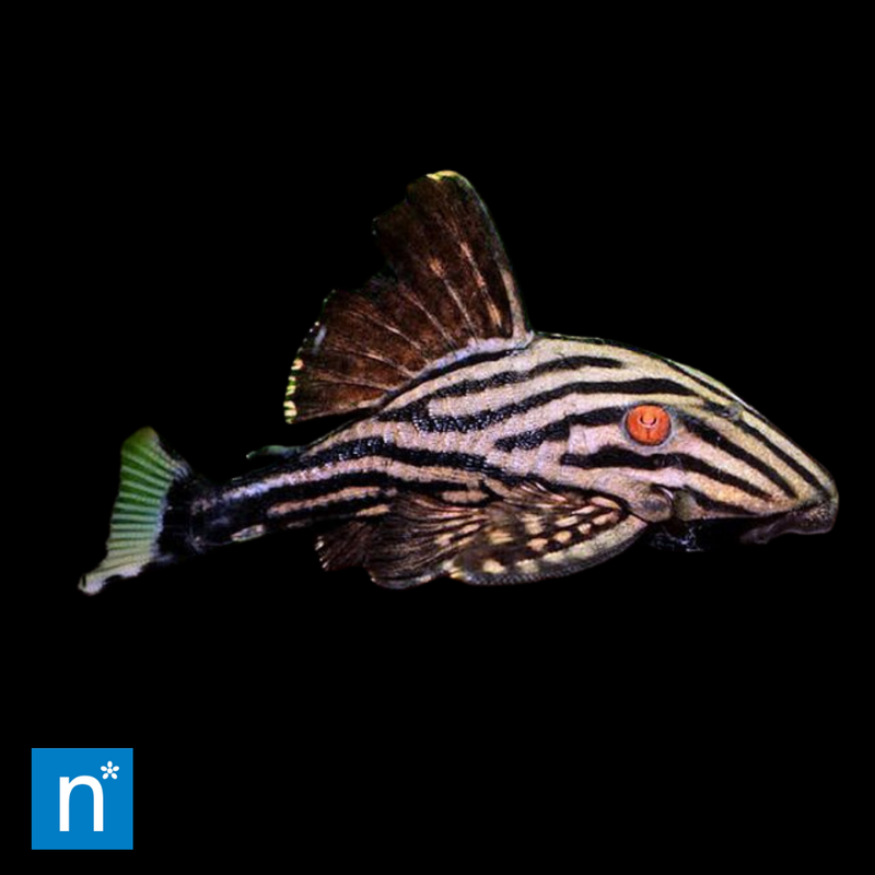 Royal Pleco | Panaque sp.