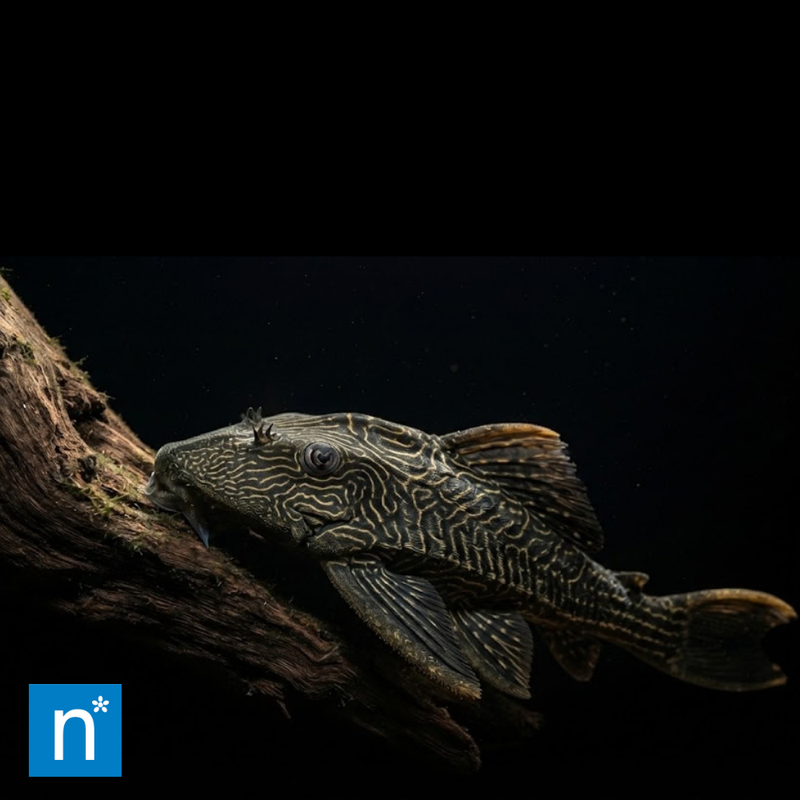Royal Pleco | Panaque sp.