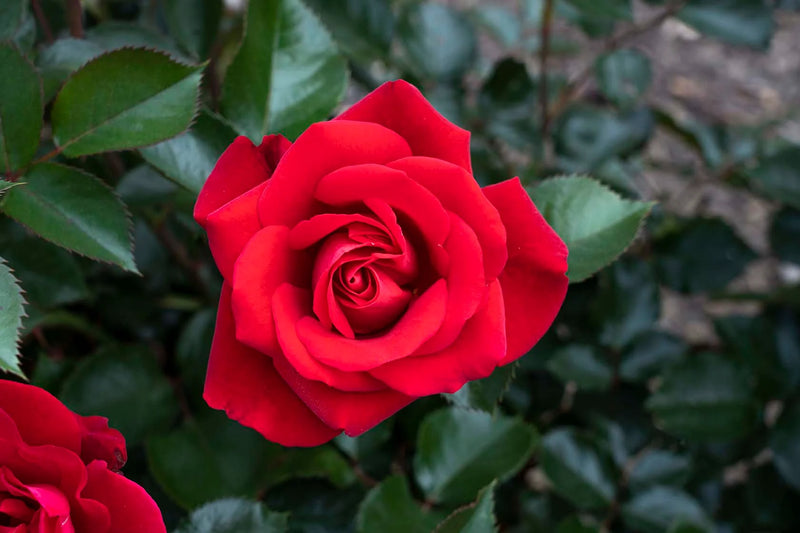 Ruby Red Hybrid Tea Rose 3.5 Litre