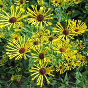 Coneflower 'Little Henry' – Rudbeckia subtomentosa 'Little Henry'