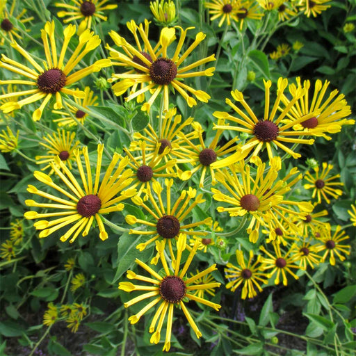 Coneflower 'Little Henry' – Rudbeckia subtomentosa 'Little Henry'