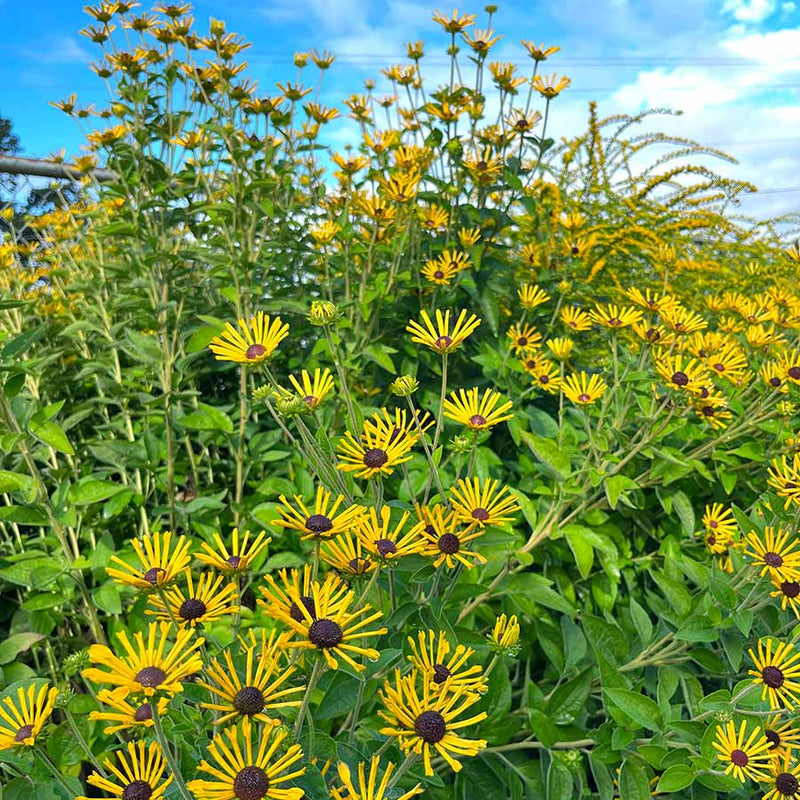 Coneflower 'Little Henry' – Rudbeckia subtomentosa 'Little Henry'
