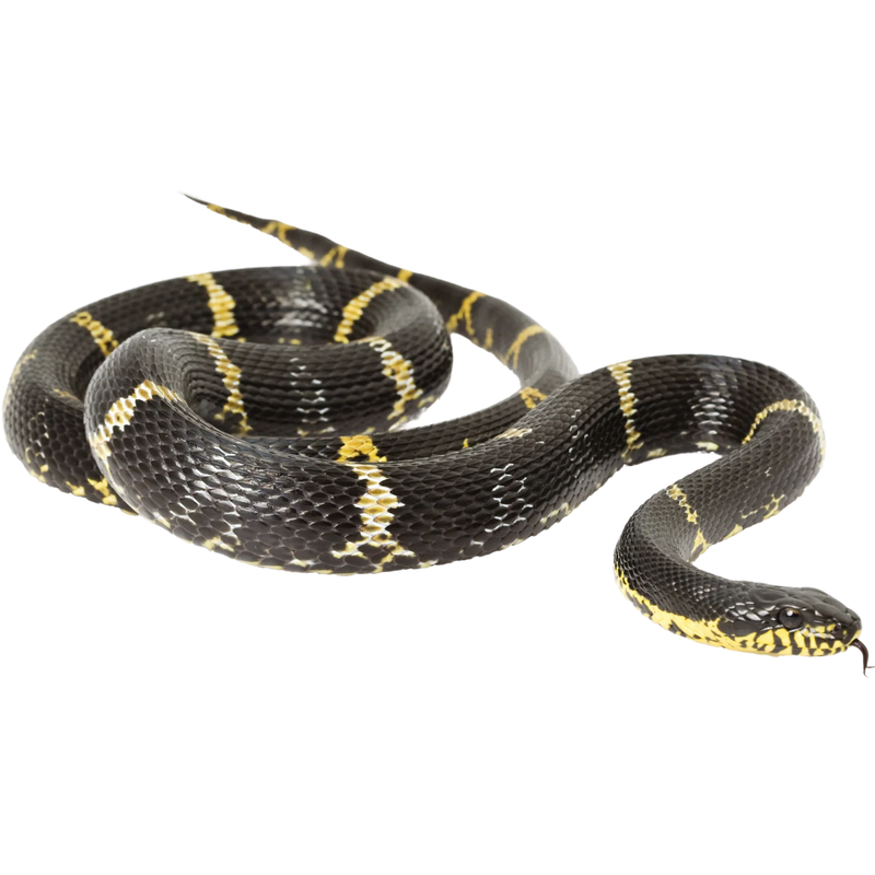 Russian Rat Snake