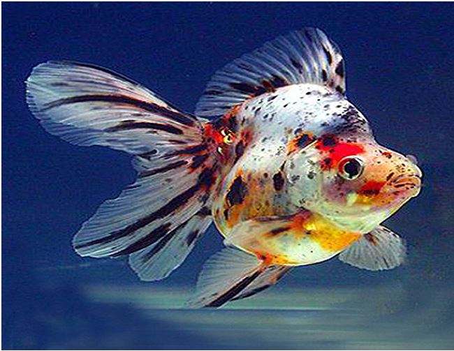 Ryukin Goldfish 7-8cm