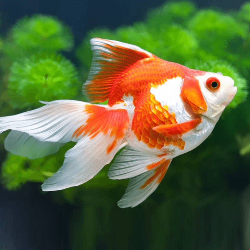 Ryukin Goldfish 7-8cm