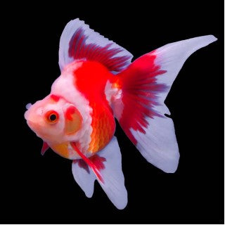 Ryukin Goldfish 7-8cm