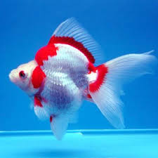Ryukin Goldfish 7-8cm