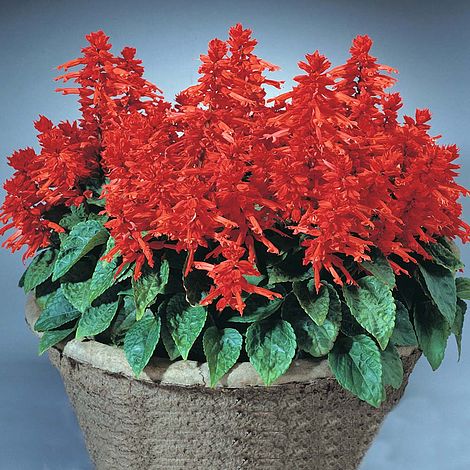 Salvia Splendens 'Blaze of Fire'