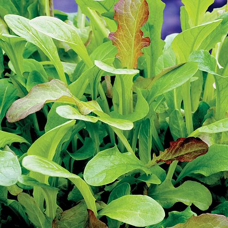 Salad Leaves 'Mesclun' Mixed