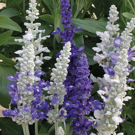 Salvia farinacea 'Seascape Mixed'