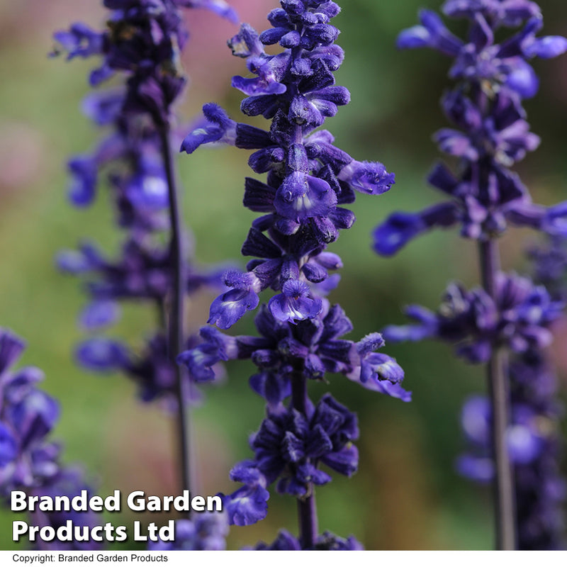 Salvia farinacea 'Victoria Blue'