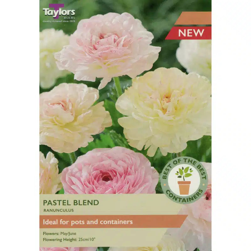 Ranunculus Pastel Blend