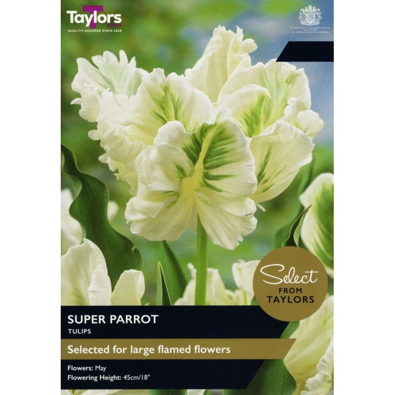 Tulip Super Parrot (5 Bulbs Per Pack)
