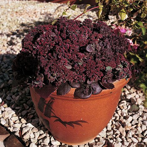 Sedum 'Turkish Delight'