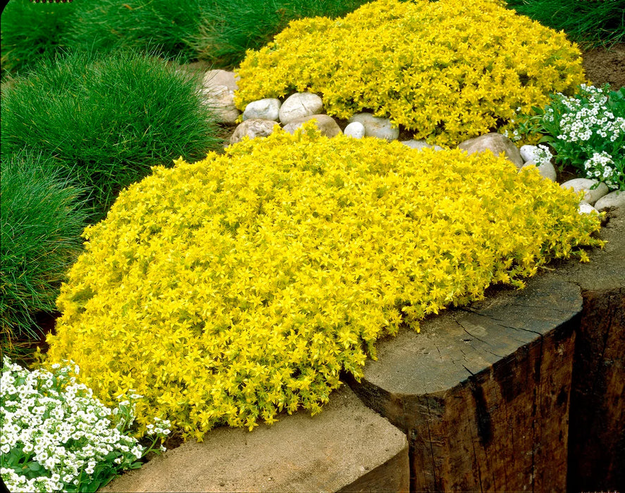 Sedum Aureum 9cm