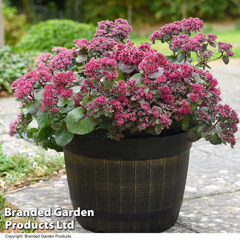 Sedum 'Busy Nights' seeds
