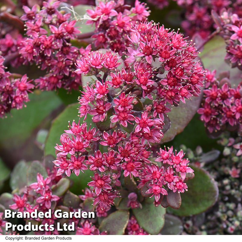 Sedum 'Busy Nights' seeds