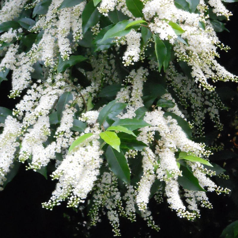 Prunus lusitanica 'Angustifolia' | Portuguese Laurel (2 Litre | 30-40cm)