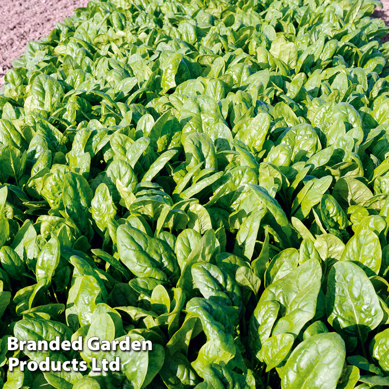 Spinach 'Patton' F1