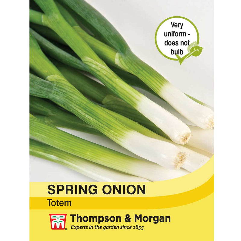 Spring Onion 'Totem'