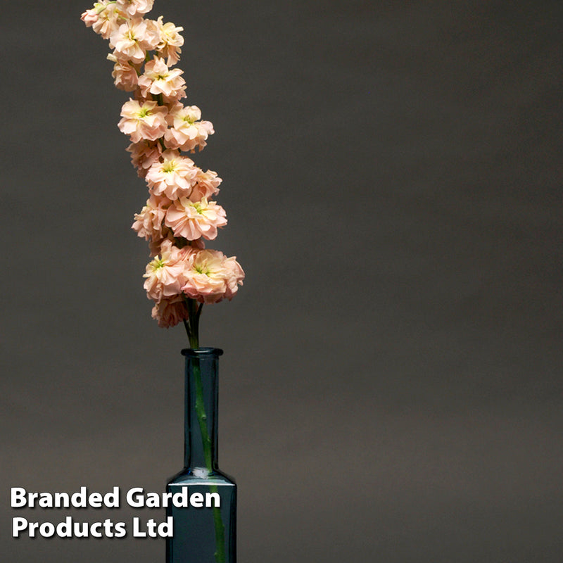 Column Stock 'Apricot'