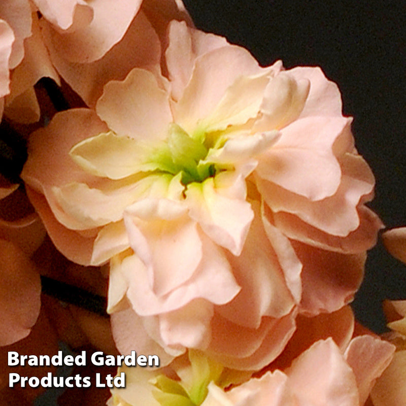 Column Stock 'Apricot'