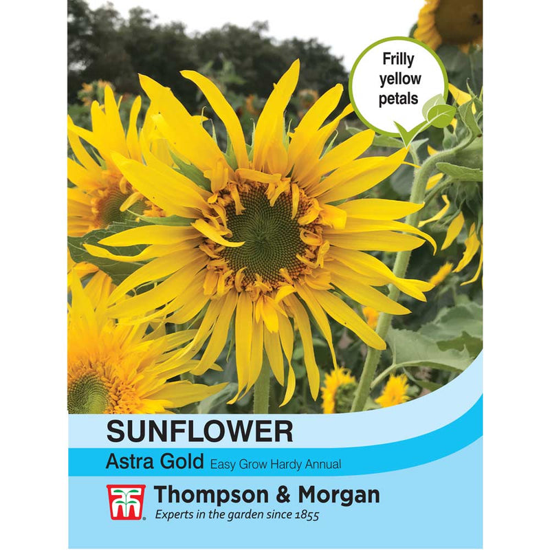 Sunflower 'Astra Gold'