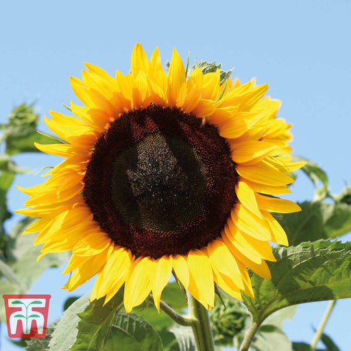 Sunflower 'High Hopes' — Newlands Garden Centre