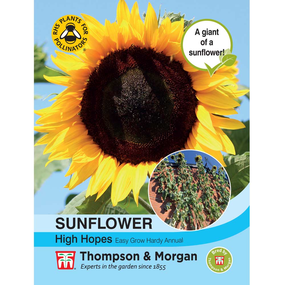 Sunflower 'High Hopes' — Newlands Garden Centre