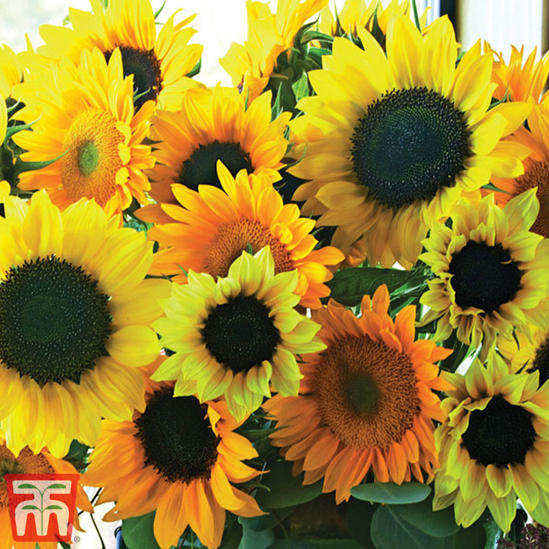 Sunflower 'Van Gogh'