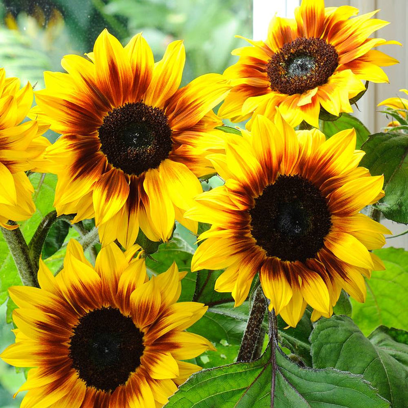 Sunflower 'Helios Flame' F1 Hybrid