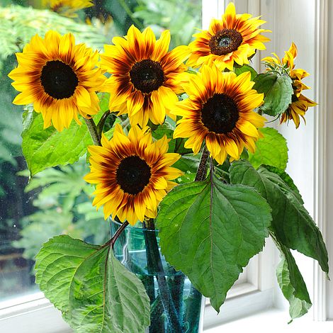 Sunflower 'Helios Flame' F1 Hybrid