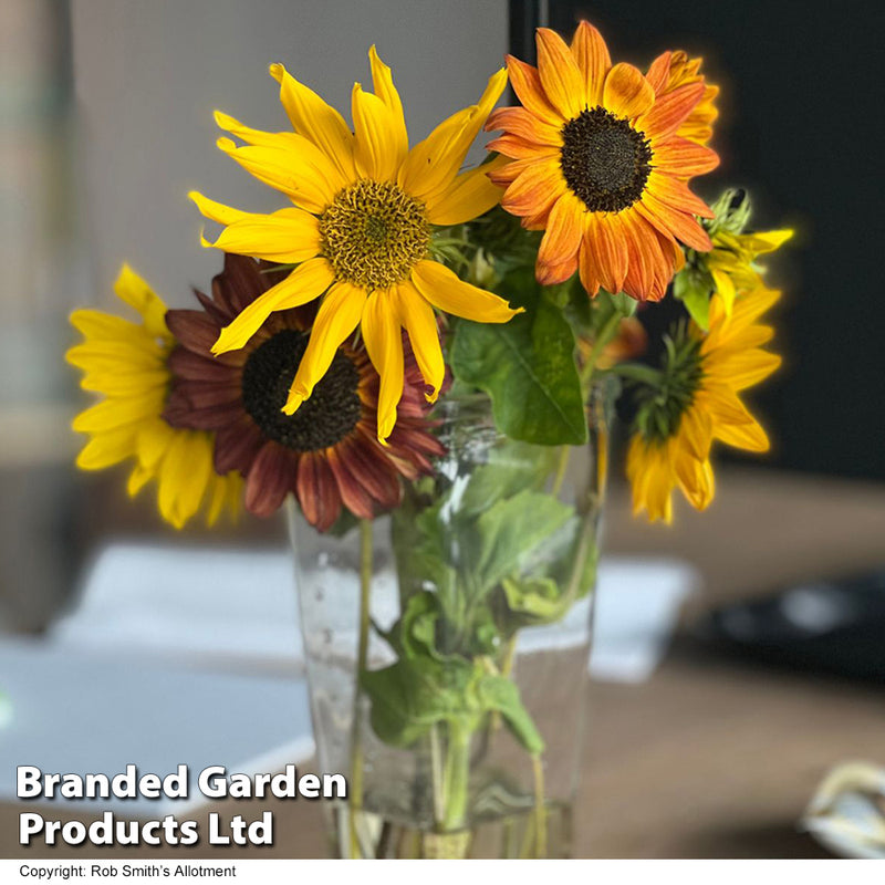 Sunflower 'Beaches Mix'
