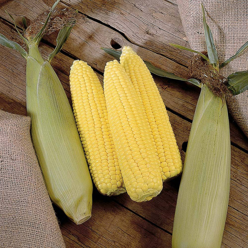 Sweetcorn 'Swift' F1 Hybrid